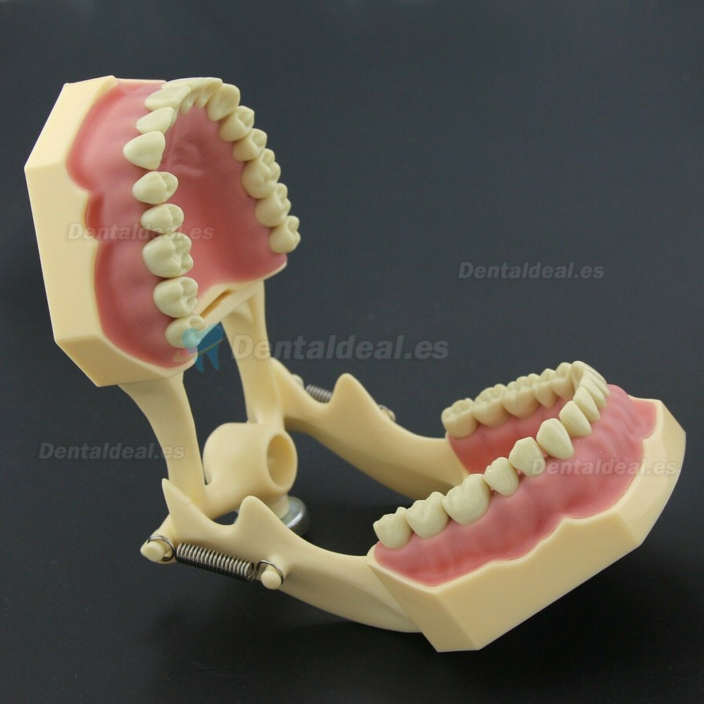 Dental Restorative Typodont Model M8014-2 Compatible Frasaco AG3 Type